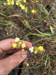 Castilleja rubicundula lithospermoides