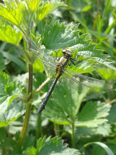 Common Clubtail photo 3