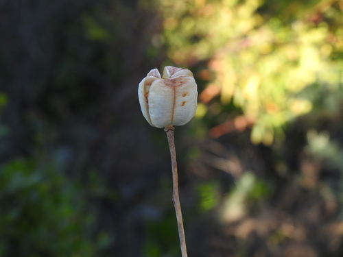 Image of Fritillaria lusitanica by (c) Duarte Frade, some rights reserved (CC BY)