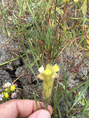Castilleja rubicundula lithospermoides