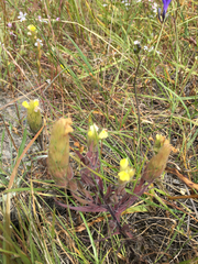 Castilleja rubicundula lithospermoides