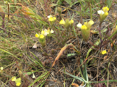 Castilleja rubicundula lithospermoides