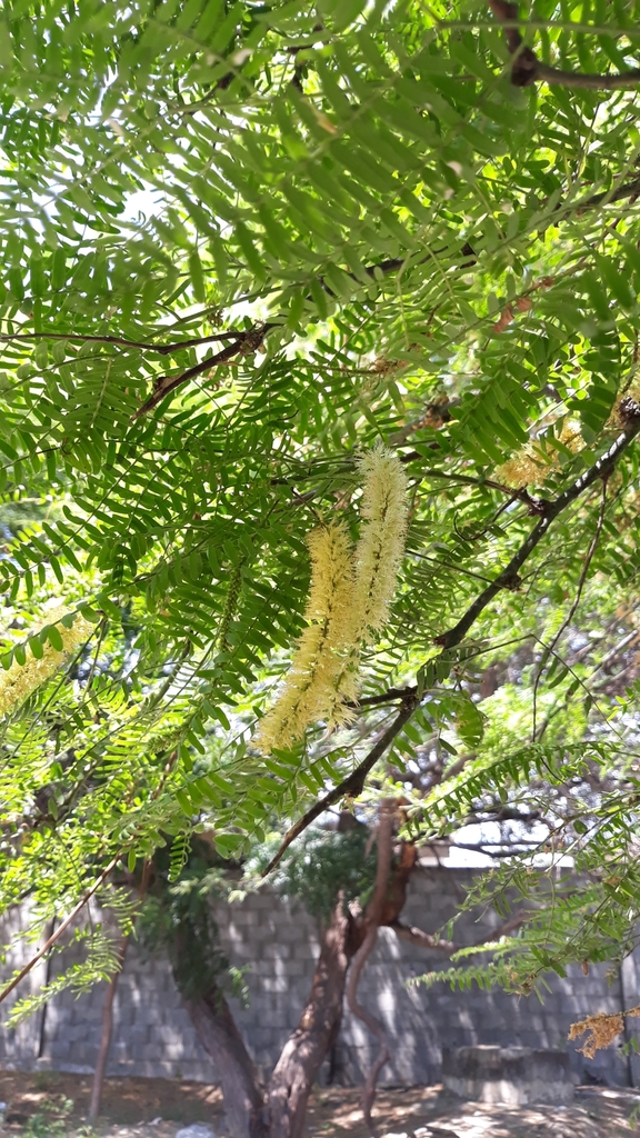 Neltuma pallida