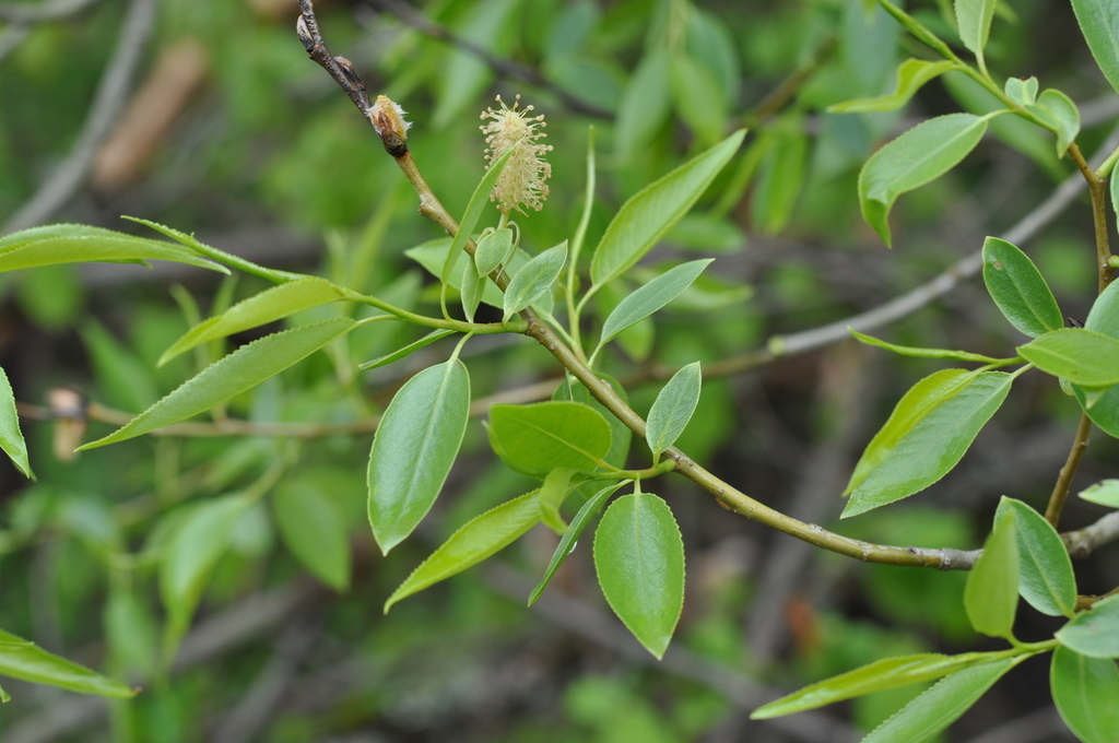 crack willow