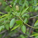 Salix euxina - Photo (c) Nikolay Panasenko, algunos derechos reservados (CC BY-NC), uploaded by Nikolay Panasenko