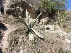 Agave salmiana