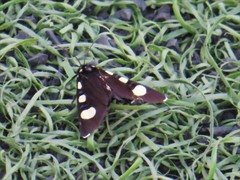 Alypiodes bimaculata