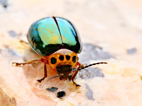 Morphosphaera chrysomeloides (Bates, 1866)