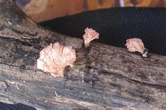 Xylocoremium flabelliforme image