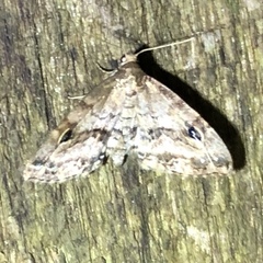 Melanomma auricinctaria