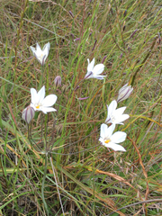 Triteleia peduncularis