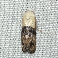 Eugnosta erigeronana