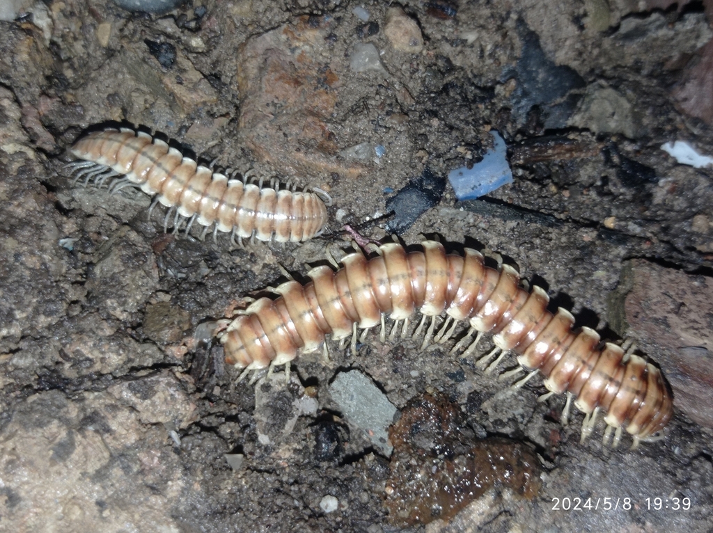 Melaphe mauritanica