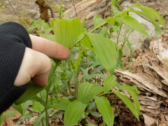 Polygonatum