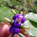 Psychotria suterella - Photo (c) Edson Gasperin, algunos derechos reservados (CC BY-NC), subido por Edson Gasperin
