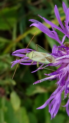 Adelphocoris lineolatus