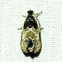 Olethreutes griseoalbana