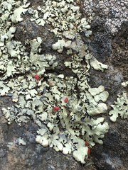 Balaustium