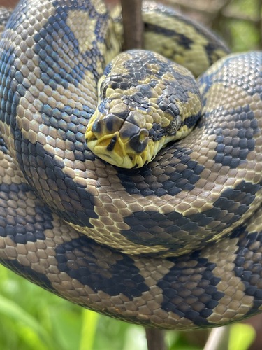 Jungle Carpet Python sighting
