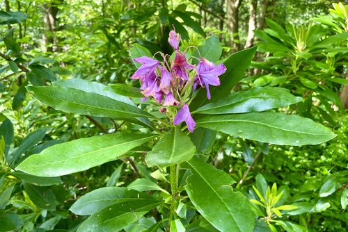 Rhododendron ponticum