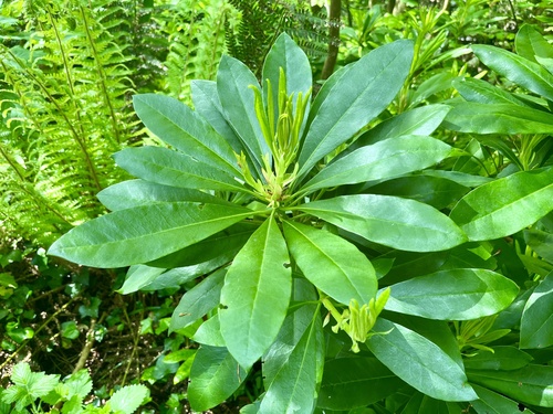 Rhododendron ponticum