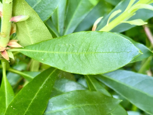 Rhododendron ponticum
