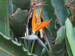 Strelitzia reginae