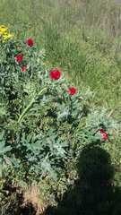 Glaucium corniculatum