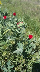Glaucium corniculatum
