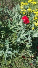 Glaucium corniculatum