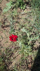 Glaucium corniculatum