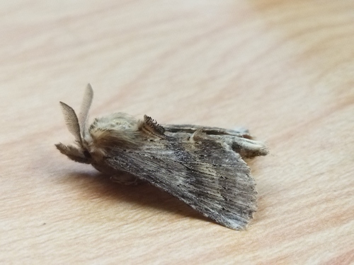 Pale Prominent photo 5