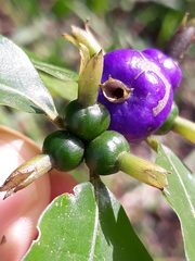 Psychotria suterella