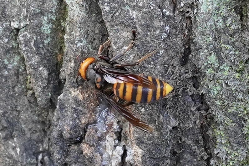장수말벌 from 立正大学 熊谷キャンパス, 熊谷市, 埼玉県... at 04:42 오후 by Geronuru · iNaturalist 장수말벌 (Vespa mandarinia)