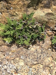 Myriopteris intertexta