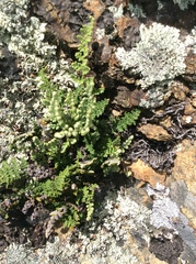 Myriopteris intertexta