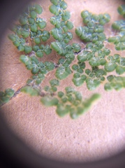 Myriopteris intertexta