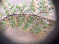 Myriopteris intertexta