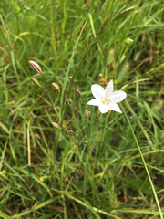 Triteleia peduncularis