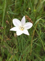 Triteleia peduncularis