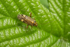 Rhabdomiris striatellus