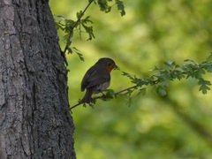 Erithacus rubecula