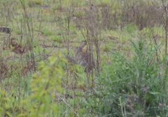 Oryctolagus cuniculus