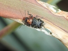 Pachybrachis luridus