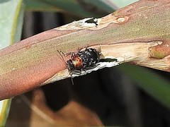 Pachybrachis luridus