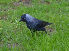 Corvus monedula