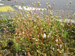 Saxifraga tridactylites