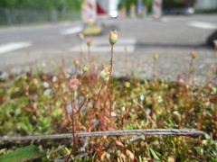 Saxifraga tridactylites