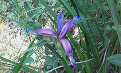 Iris graminea