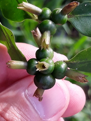 Psychotria suterella